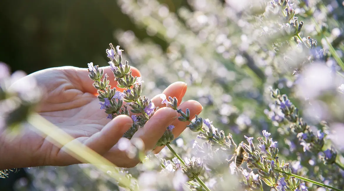 lavendel